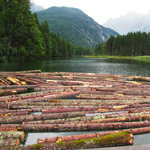 brazillian rice looking up at sun and sky